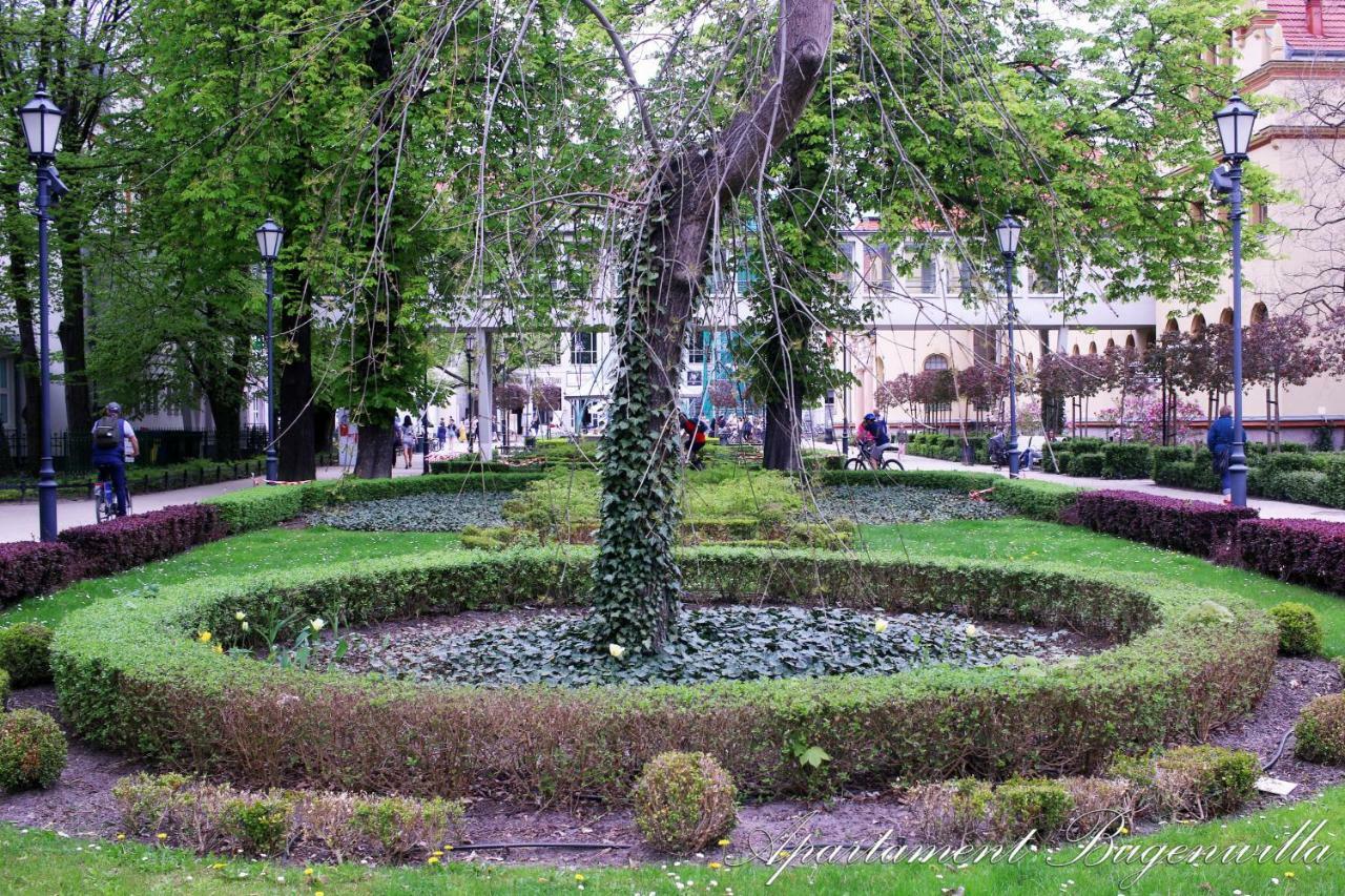 Bugenwilla Sopot